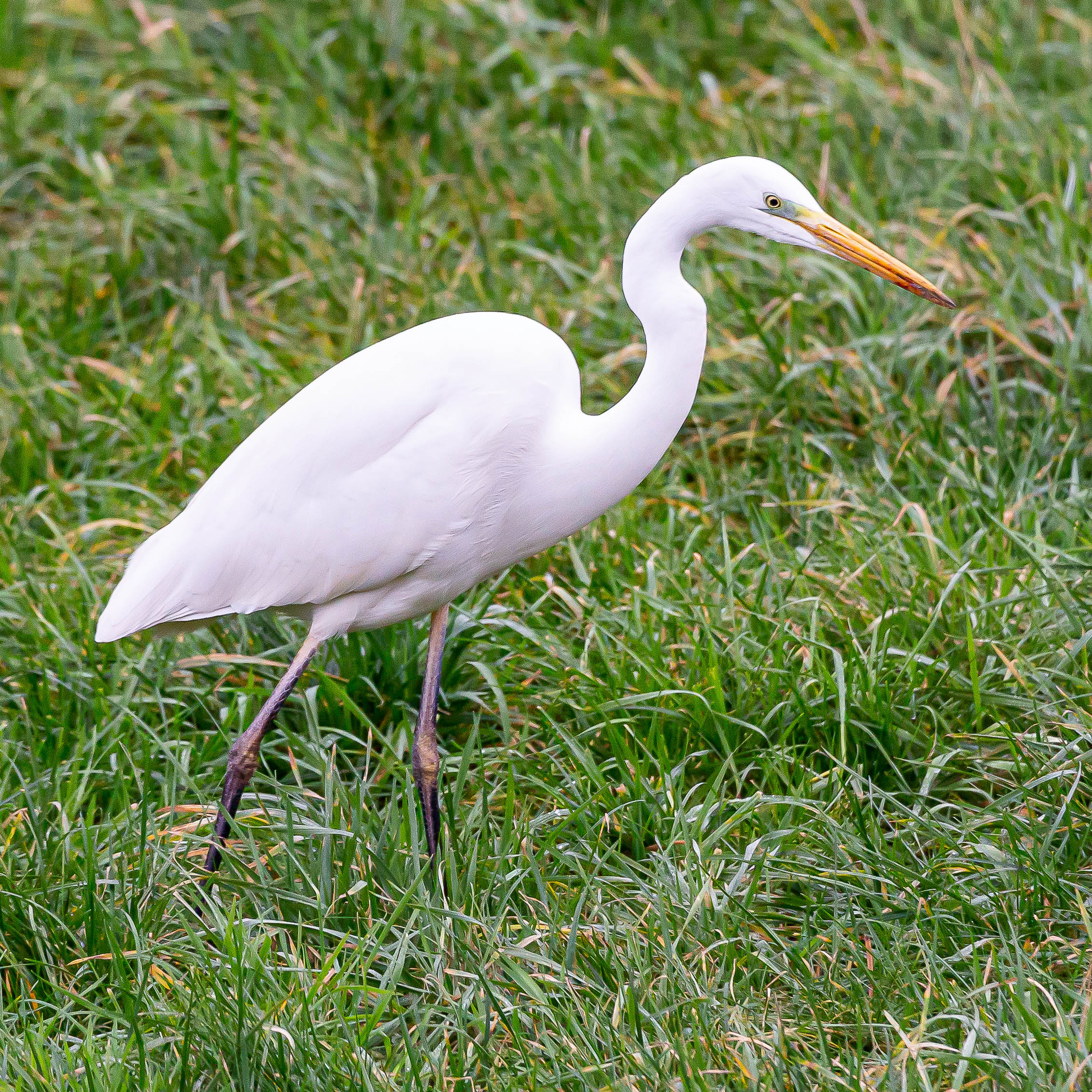 Ardea alba